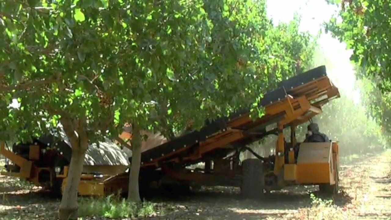 Pistachio harvesting equipment in orchard